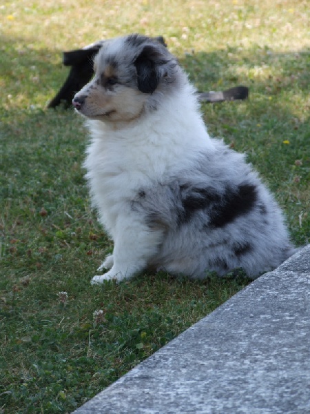 Ines de la fressange de Comborcière