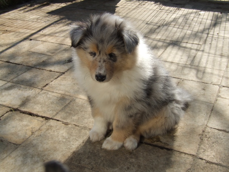 CH. Chanel silver swann de Comborcière