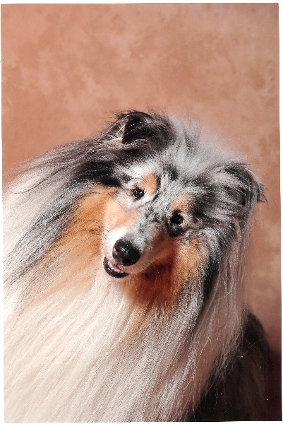 Publication : de Comborcière Auteur : Mireille Quirion ( 19-10-2010 )