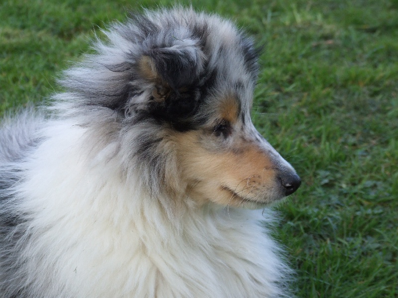 CH. Chanel silver swann de Comborcière