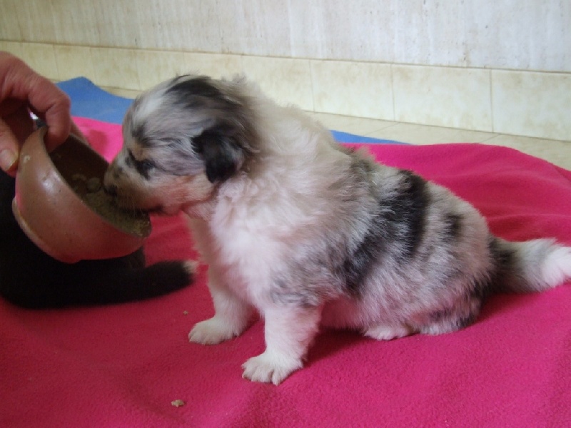 Ines de la fressange de Comborcière