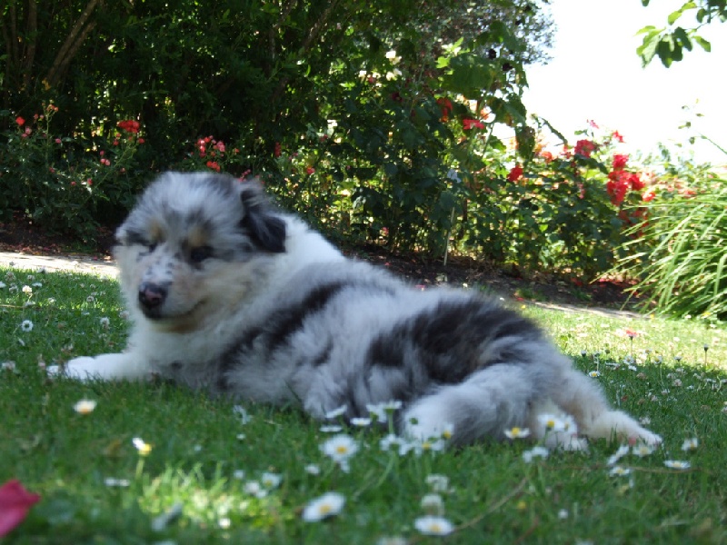 Ines de la fressange de Comborcière