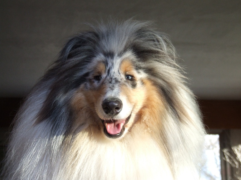 Publication : de Comborcière Auteur : Mireille Quirion ( 19-10-2010 )