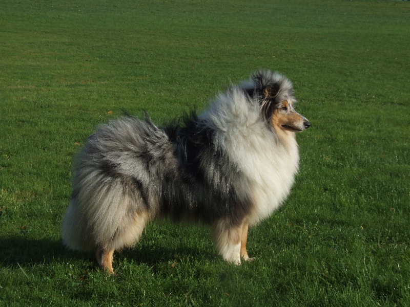 CH. Chanel silver swann de Comborcière