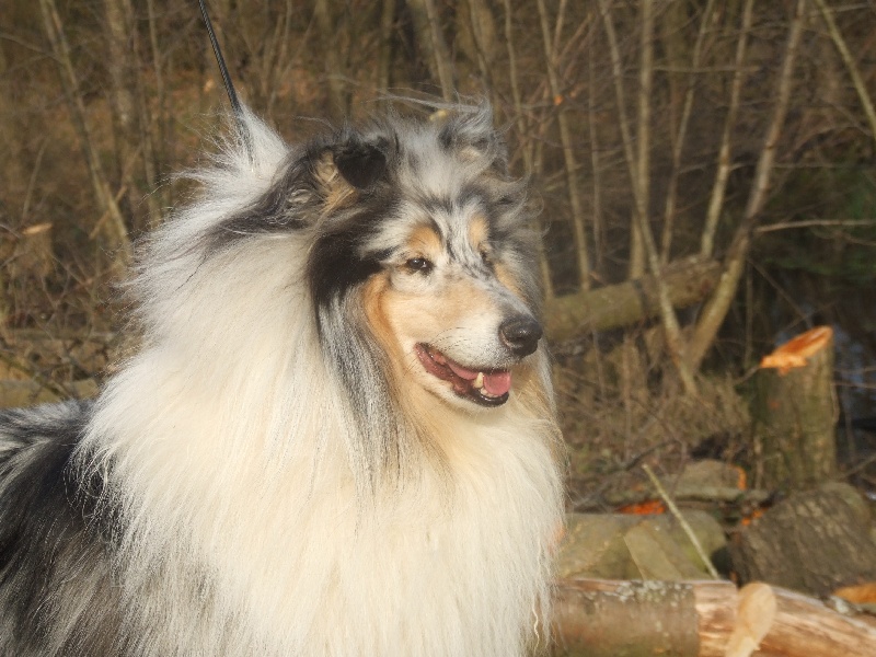 Publication : de Comborcière Auteur : Mireille Quirion ( 19-10-2010 )