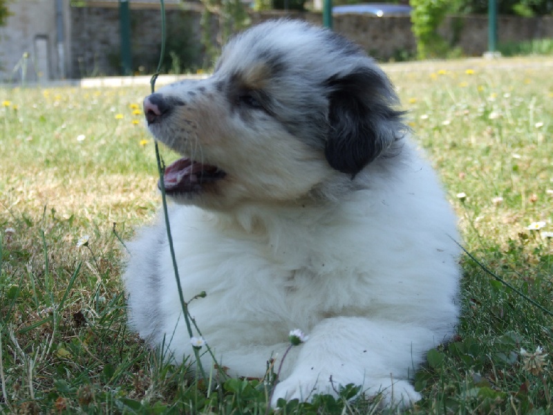 Ines de la fressange de Comborcière