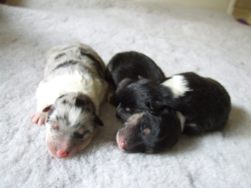 Ines de la fressange de Comborcière