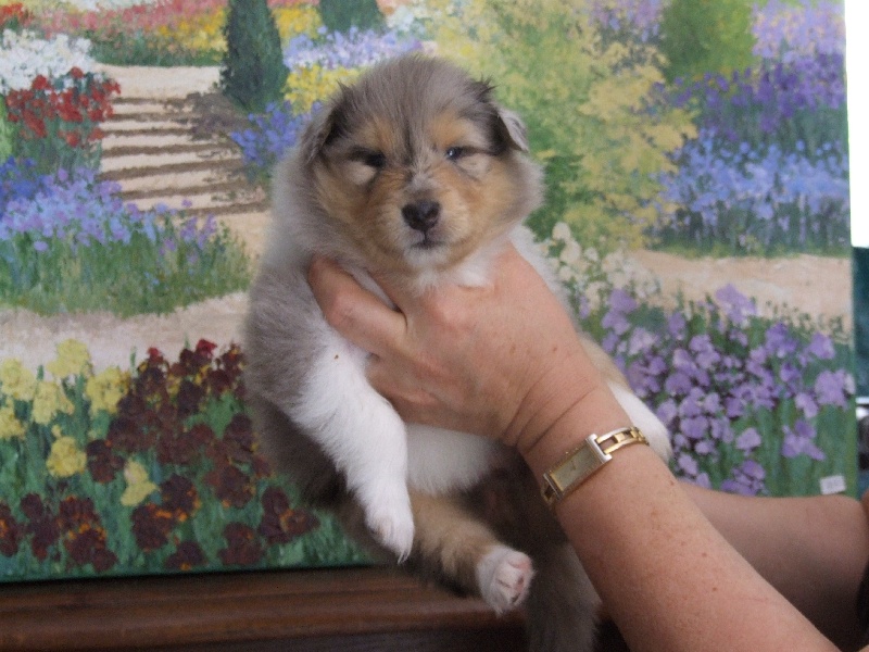 Flores lola de Comborcière