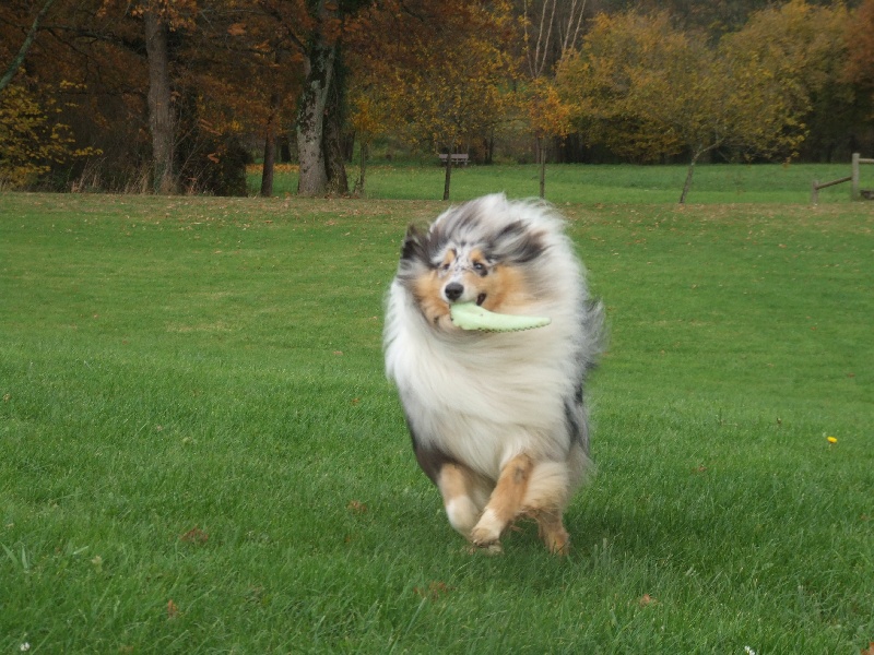 CH. Chanel silver swann de Comborcière