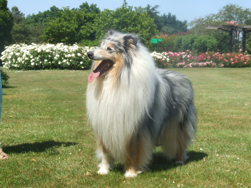 Publication : de Comborcière Auteur : Mireille Quirion ( 19-10-2010 )