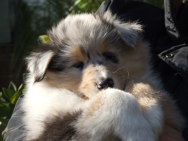 CH. Chanel silver swann de Comborcière