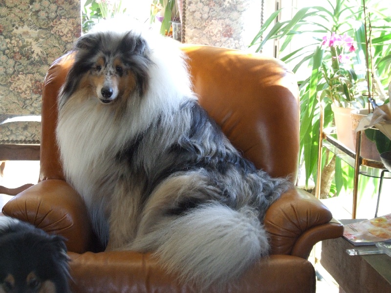 CH. Chanel silver swann de Comborcière