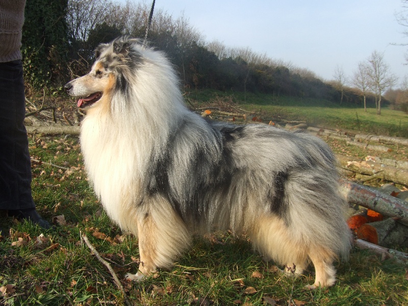 Publication : de Comborcière Auteur : Mireille Quirion ( 19-10-2010 )