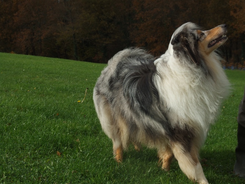 CH. Chanel silver swann de Comborcière