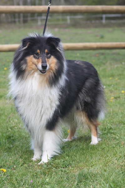 Diora baird de Comborcière - Exc ouverte Femelle