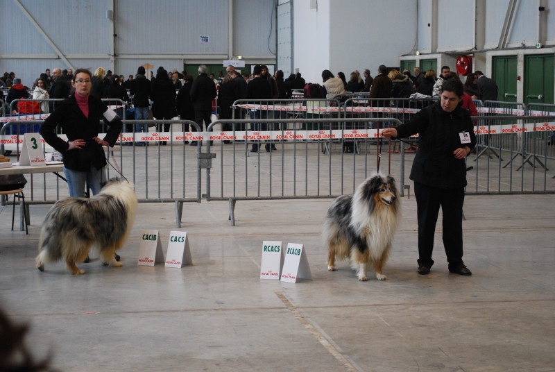 CH. Chanel silver swann de Comborcière - 2ème Exc Ouverte Mâle - RCACS - RCACIB