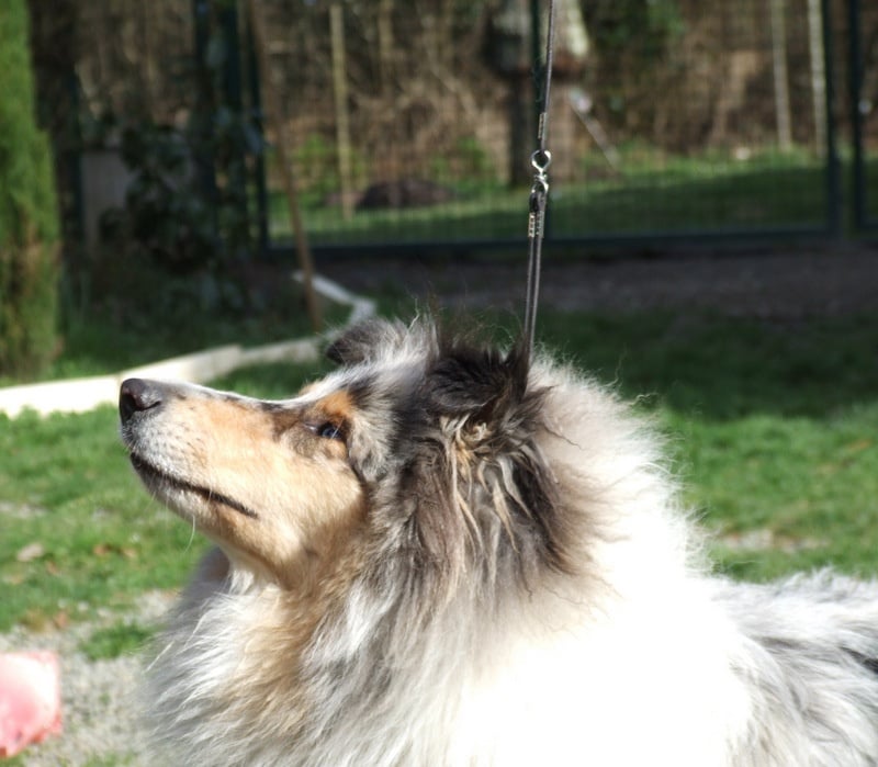 Ines de la fressange de Comborcière - 1ère Exc Jeune Femelle et Meilleur Jeune