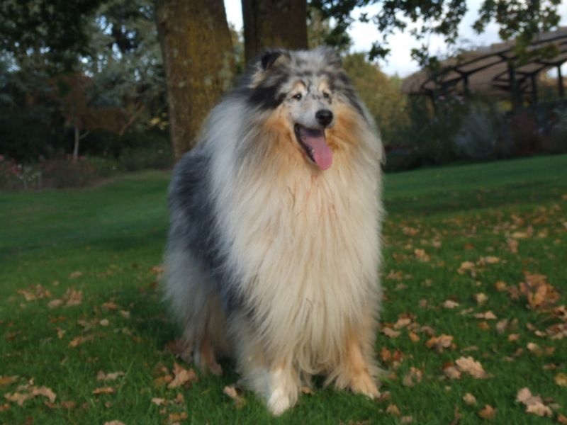 CH. Chanel silver swann de Comborcière - 1er Exc Classe Ouverte CACS-CACIB + BOS