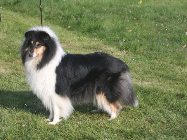 fridens After midnight - 20 ème Exc Ouverte Femelle, elle accède ainsi au titre de lice recommandée.