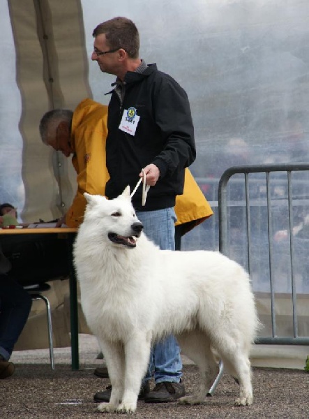 Falkor du domaine des fantomes blancs - CIM: 1er Excellent - RCACS - RCACIB