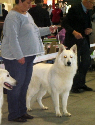 Falkor du domaine des fantomes blancs - CIM. Disqualifié.