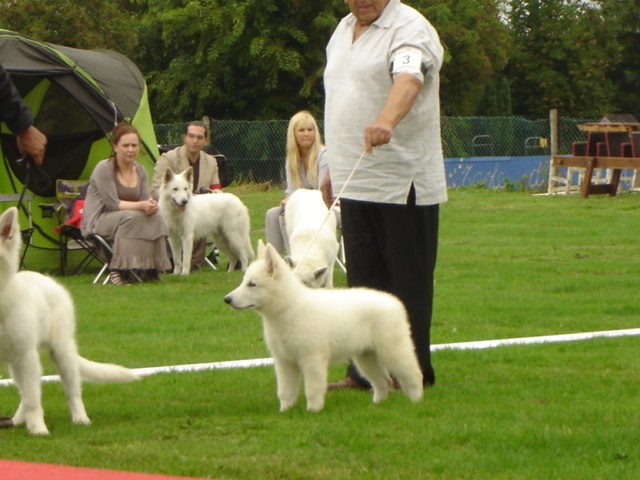 Falkor du domaine des fantomes blancs - CBM.3ème Très Prometteur