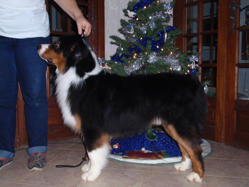 Ghostbusters de la Tour Mélusine - 1er EN CLASSE INTER, RESERVE CACS , 4eme MEILLEURS MÂLES