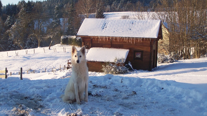Publication : Du terrier des loups blancs  Auteur : saunier  roland