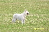 Du terrier des loups blancs Danka of trebons - EXCELLENT 2 éme
