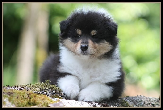 Publication : des Celtes d'Ysambrume Auteur : ( Fleur Agoutin )