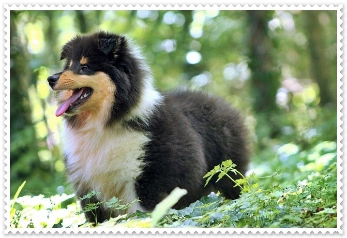 Publication : des Celtes d'Ysambrume Auteur : ( Fleur Agoutin )