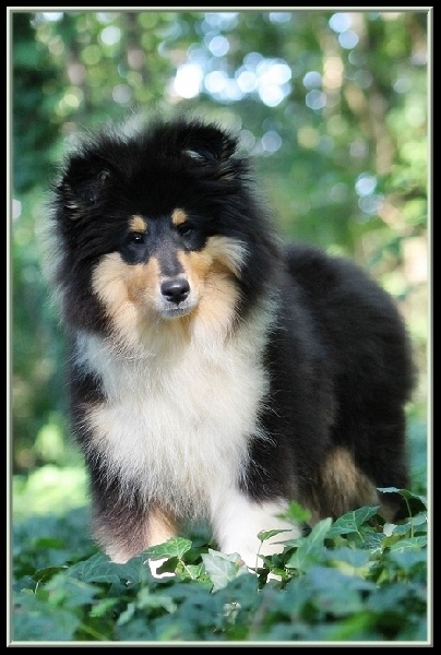 Publication : des Celtes d'Ysambrume Auteur : ( Fleur Agoutin )