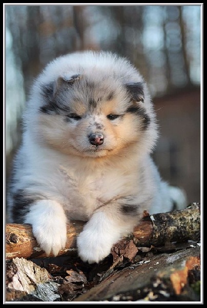 Publication : des Celtes d'Ysambrume Auteur : Fleur Agoutin