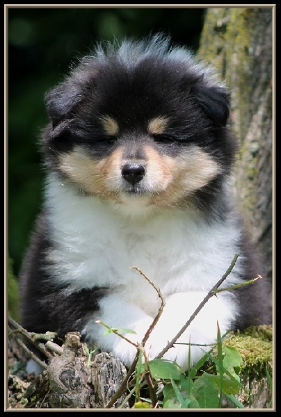 Publication : des Celtes d'Ysambrume Auteur : ( Fleur Agoutin )