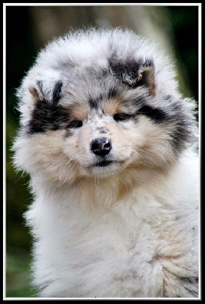 Publication : des Celtes d'Ysambrume Auteur : Fleur Agoutin