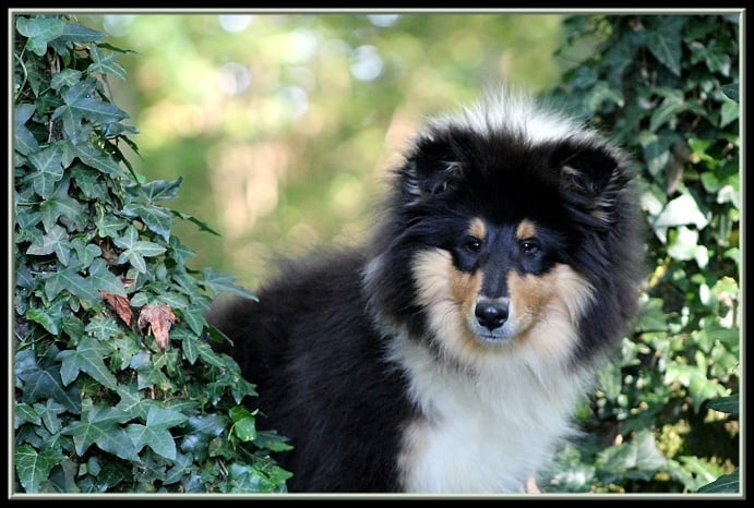 Publication : des Celtes d'Ysambrume Auteur : ( Fleur Agoutin )