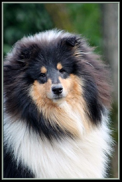 Jumpin' jack flash du bois des amazones - 1er Excellent +Meilleur jeune