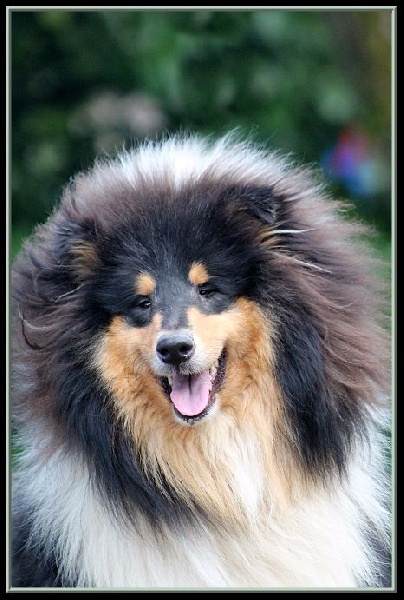 Jumpin' jack flash du bois des amazones - 1er excellent + Meilleur jeune