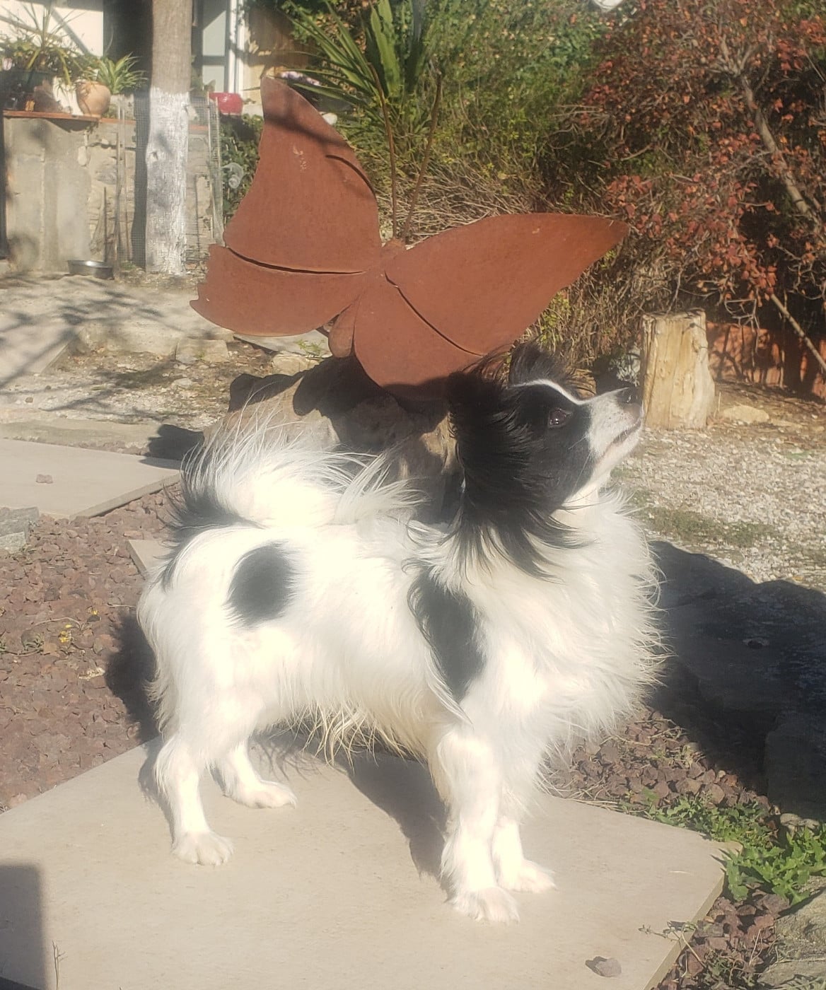 Vroom Des Terres D'Atimys