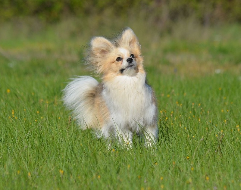 Publication : des Plaines Du Minervois Auteur : Lauret