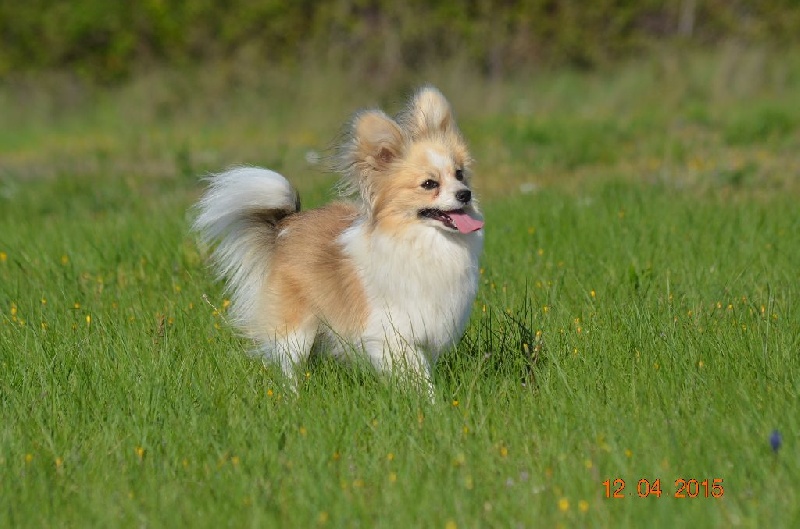 Publication : des Plaines Du Minervois Auteur : Lauret