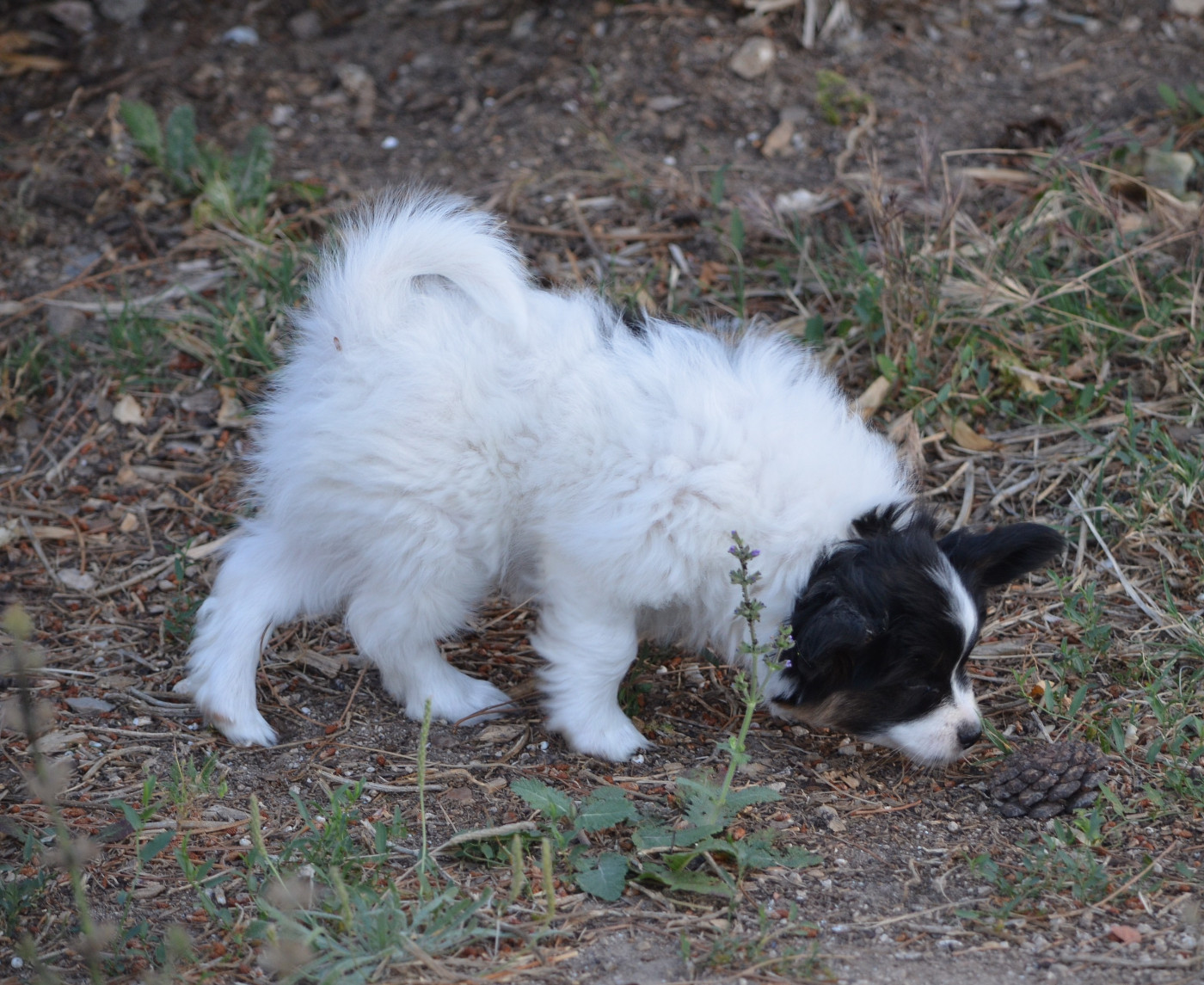CHIOT 3 mâle tricolore