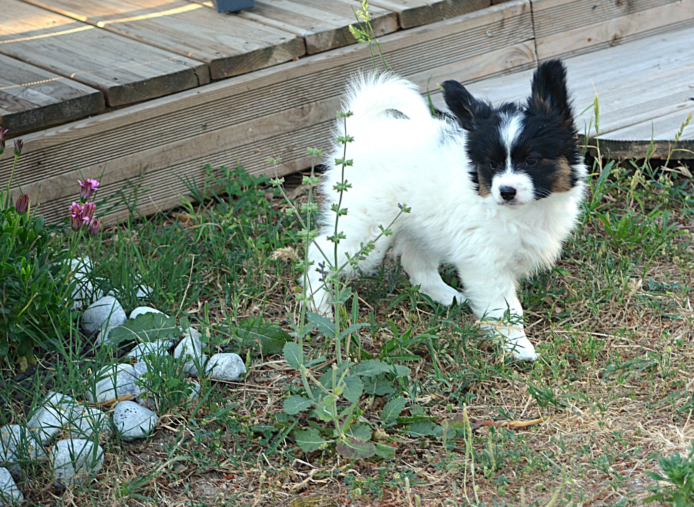 CHIOT 3 mâle tricolore