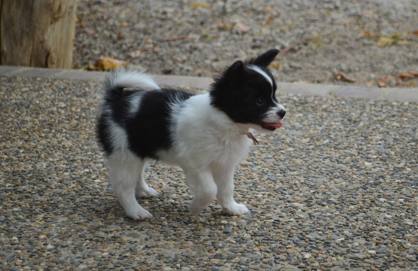 B - Epagneul nain Continental (Papillon)