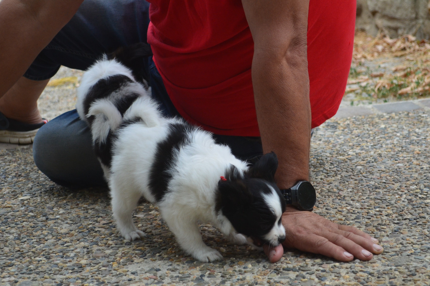 B - Epagneul nain Continental (Papillon)