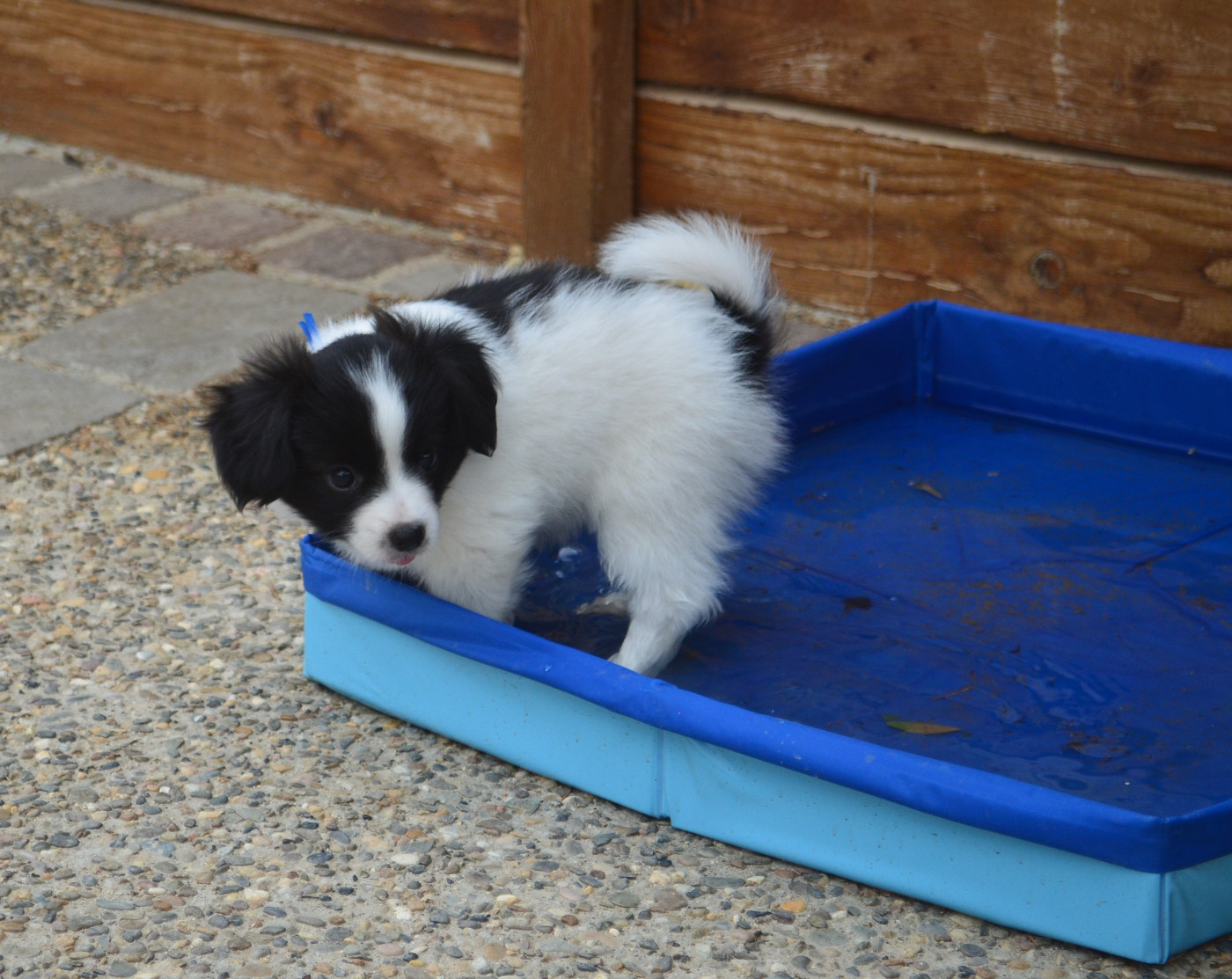 B - Epagneul nain Continental (Papillon)