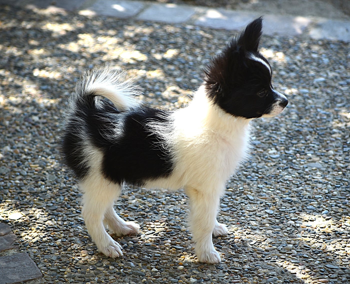 Bess