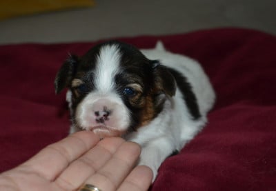 Les chiots de Epagneul nain Continental (Papillon)
