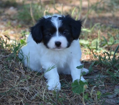 Les chiots de Epagneul nain Continental (Papillon)