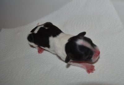 Les chiots de Epagneul nain Continental (Papillon)